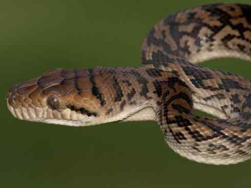 龙：传说的兽原型探秘（树蟒类）