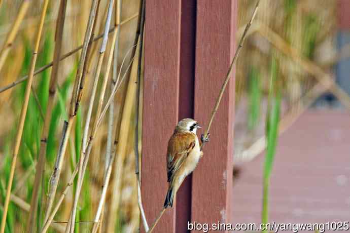 中华攀雀(记录版) 中华攀雀(记录版)