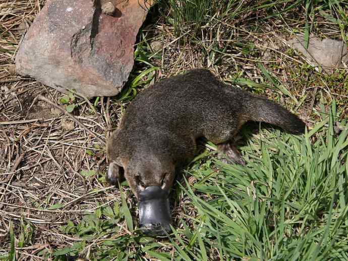 盘点十二大著名食蚁动物：短吻针鼹