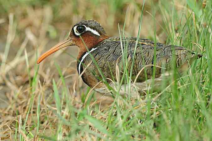 再上衡水湖 wbr续拍明星鸟