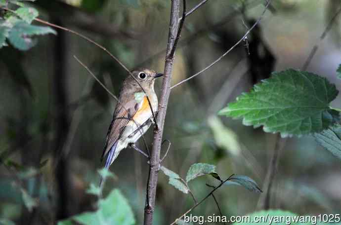 雌性红胁蓝尾鸲（43）