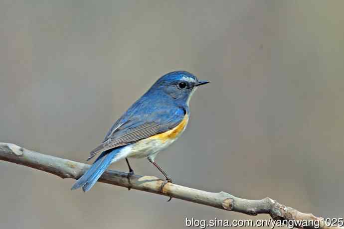 雄性红胁蓝尾鸲(31) 雄性红胁蓝尾鸲(31)