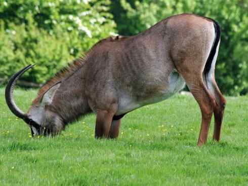 麒麟：传说的兽原型探秘（马羚）