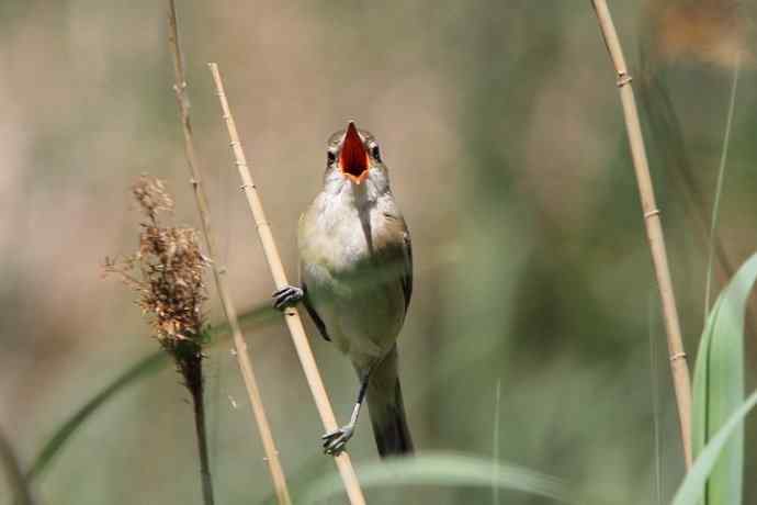 东方大苇莺 东方大苇莺