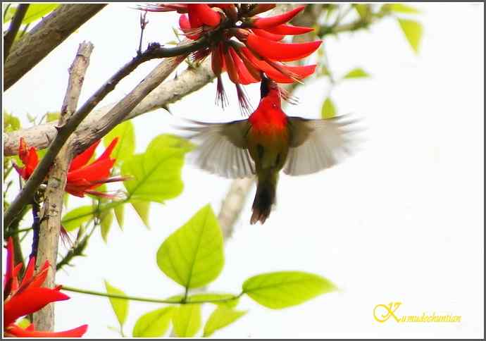 飞翔的鈥溙裟疋潯菊掌