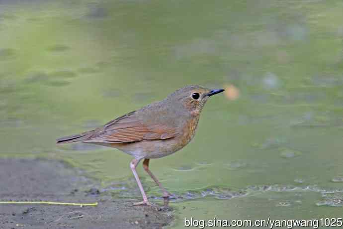 雌性蓝歌鸲（2）
