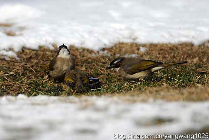 白头鹎（尘封版）