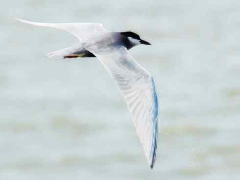 自然奇观：动物大迁徙(燕鸥类)