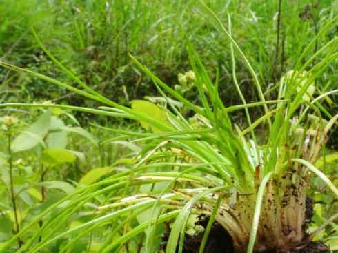 鱼类活化石:澳洲肺鱼 鱼类活化石:澳洲肺鱼