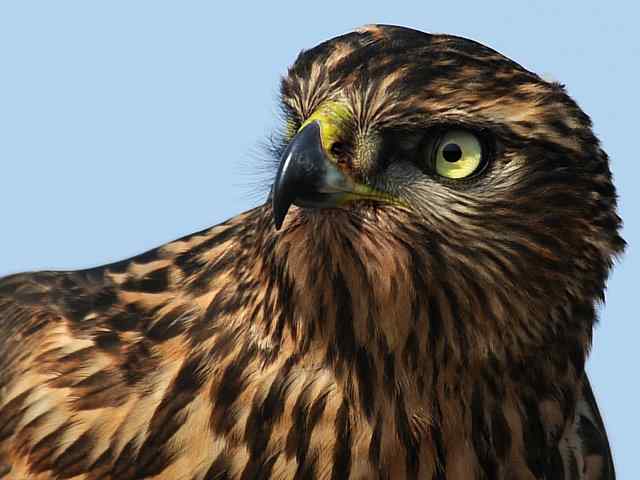 浅水湾观猛零距离