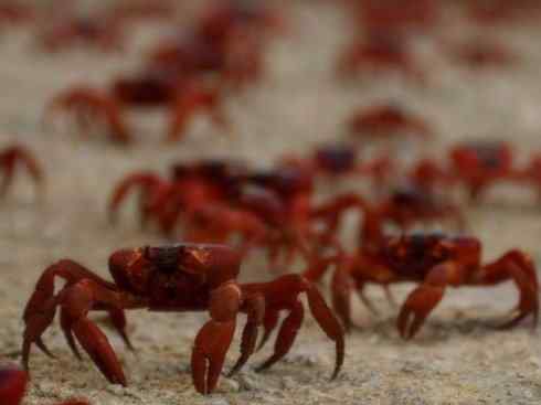 自然奇观:动物大迁徙(红蟹) 自然奇观:动物大迁徙(红蟹)