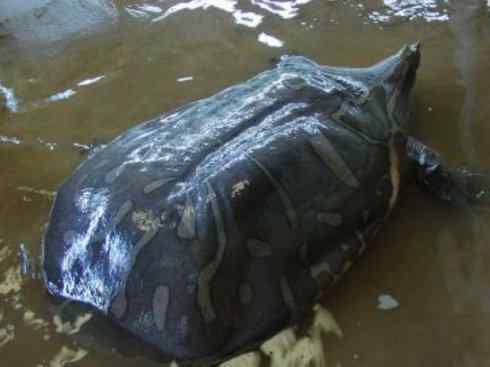 玄武:传说的兽原型探秘(鳖) 玄武:传说的兽原型探秘(鳖)