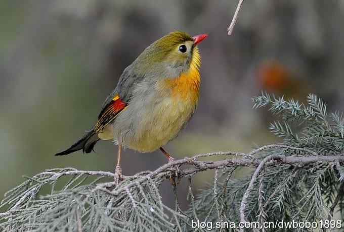 相思趣拍 贺三八国际妇女节
