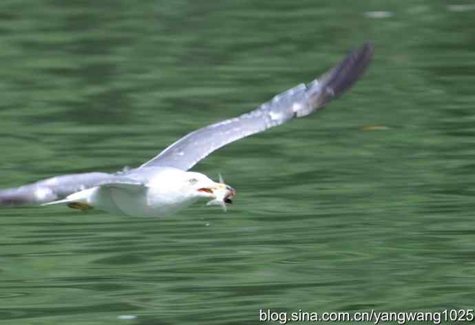飞（海鸥与夜鹭） wbr2