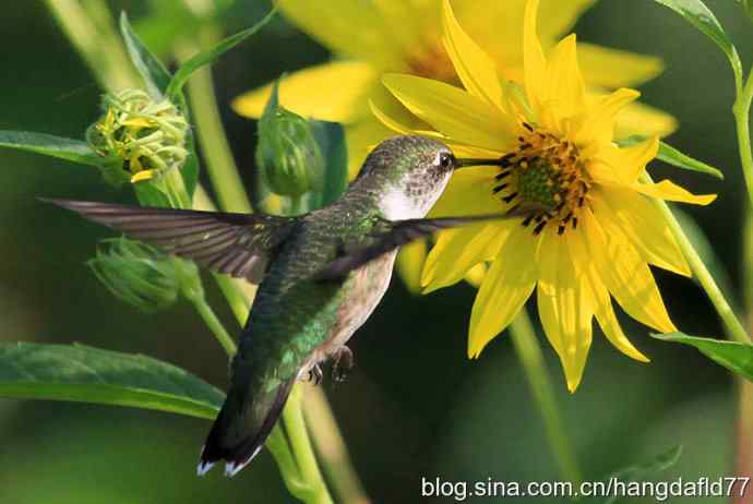 蜂鸟与向日葵（2）