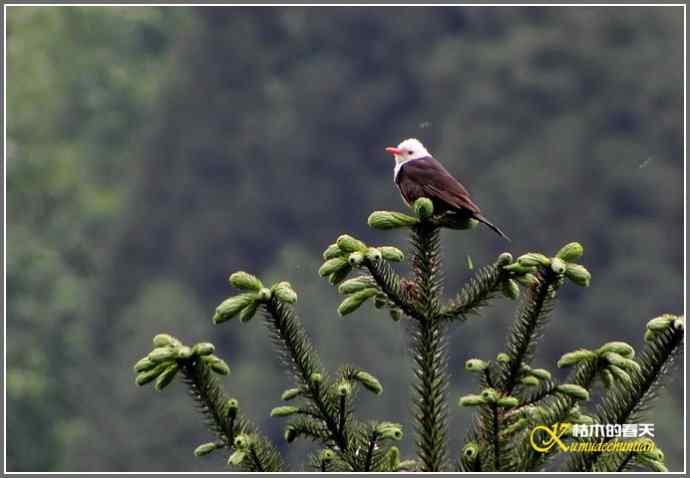 瓦屋山拍鸟（瓦屋山系列三）【照片】