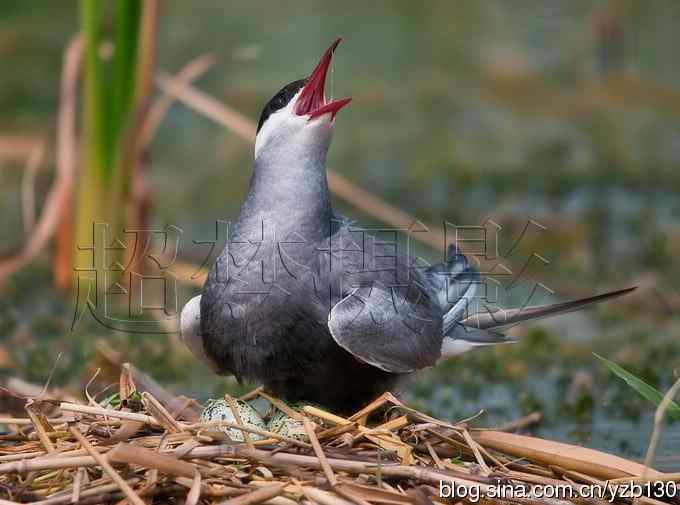这世界，我来了！任凭风暴漩涡鈥︹Γㄗ橥迹25张图片）
