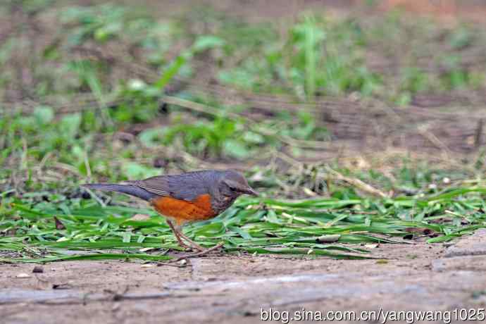 灰背鸫（1）