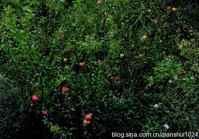 两只黑尾鸥(水禽湖)
