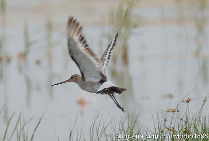 黑尾塍鹬鈥斺斈诿晒勰裥校ㄈ