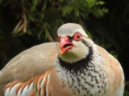 家禽驯化之源之九