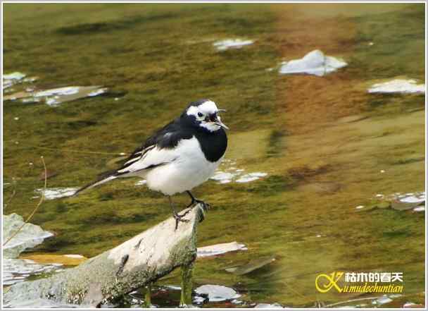 拍鈥湸淠疋澕恰菊掌