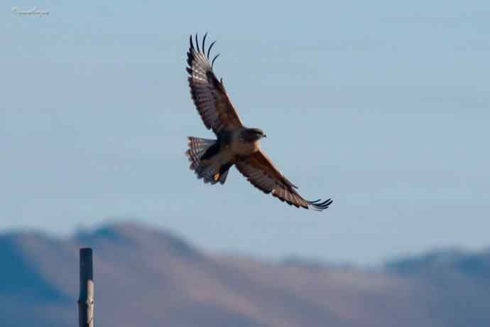 草原追梦. 蓝天鵟影