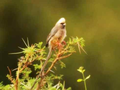 白头鸟系列:另类的美丽6 白头鸟系列:另类的美丽6