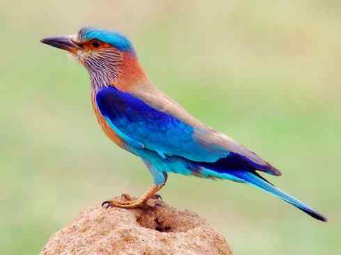 绝色攀禽：佛法僧目之佛法僧