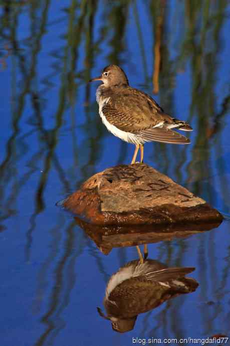 斑腹矶鹬（非繁殖期）之三