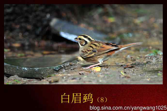 北京天坛公园的鸟类——白眉鹀（8）