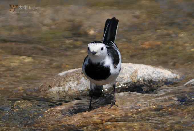 假日与家人一起愉快观鸟 假日与家人一起愉快观鸟