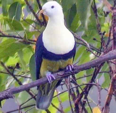 白头鸟系列：另类的美丽11（鸠鸽）