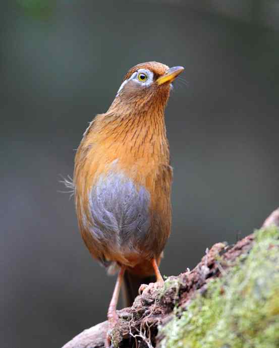 【画眉深浅入时无 wbr不如林间自在啼】（野生画眉鸟一组）