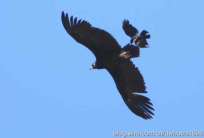 奔袭峡谷 wbr深山围剿座山雕 奔袭峡谷 wbr深山围剿座山雕