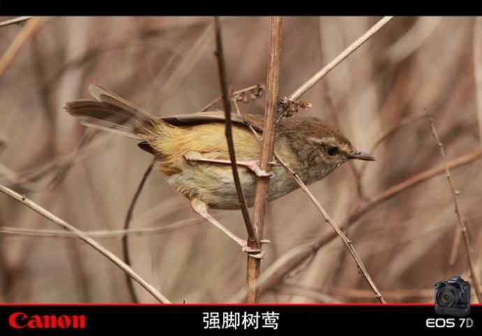 周日拍鸟又遇险情!