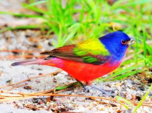 美丽无罪：雀鸟之彩鹀