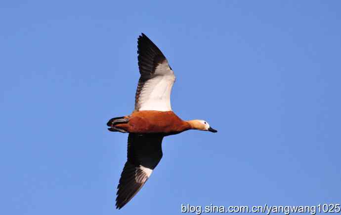 飞 wbr(赤麻鸭) wbr1 飞 wbr(赤麻鸭) wbr1