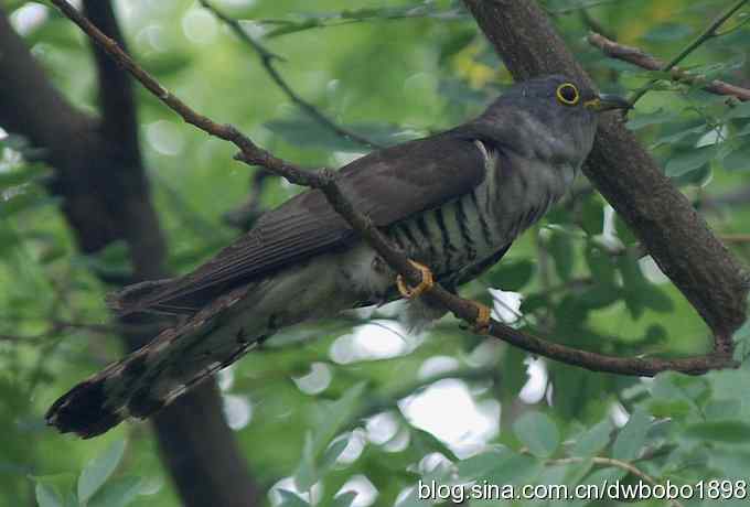 夏日欢鸣的四声杜鹃