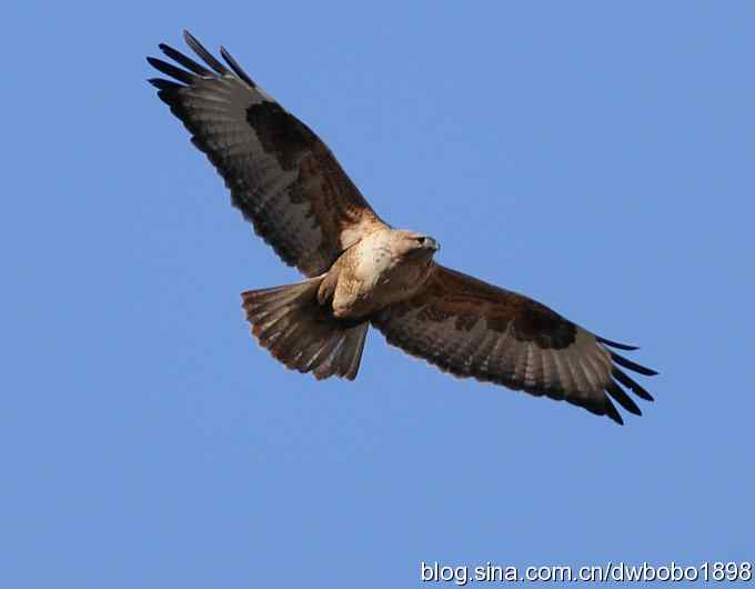 秃鹫和十渡的几只大鸟