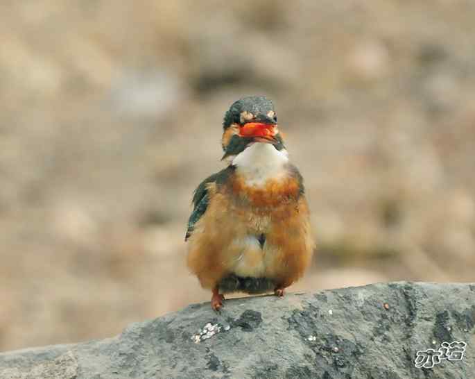 圆明园&nbsp;wbr路&nbsp;wbr小翠吃红鱼