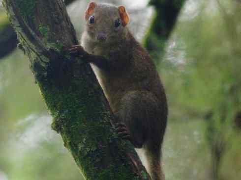 动物世界：山寨还是原创之七