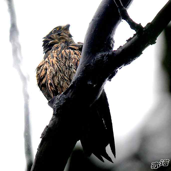 圆明园 wbr路 wbr雨中的隼 圆明园 wbr路 wbr雨中的隼