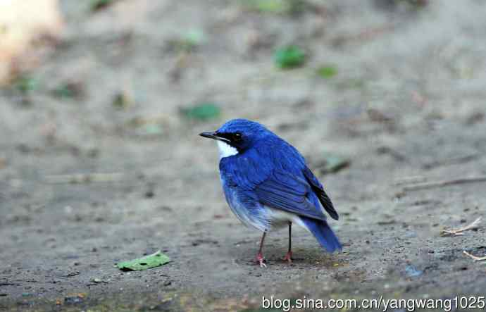 雄性蓝歌鸲（1）