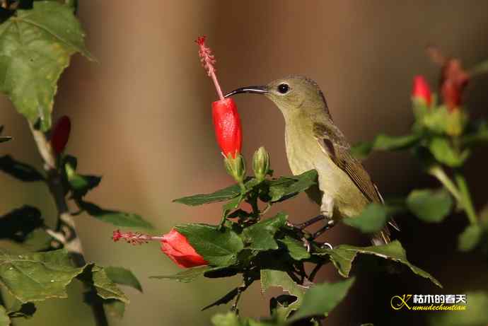 西双版纳拍鸟：黄腰太阳鸟