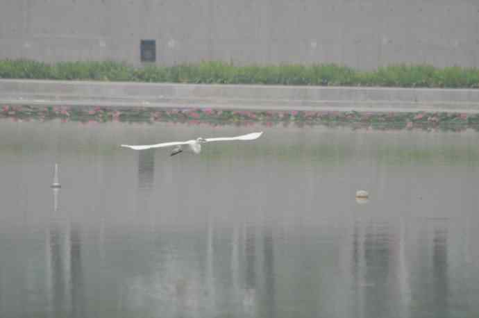 奥林匹克公园白鹭飞 wbr2