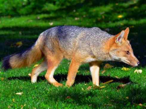 狈：传说的兽原型探秘（狐）