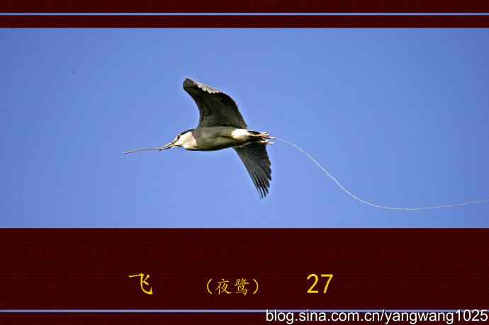 飞（夜鹭）27