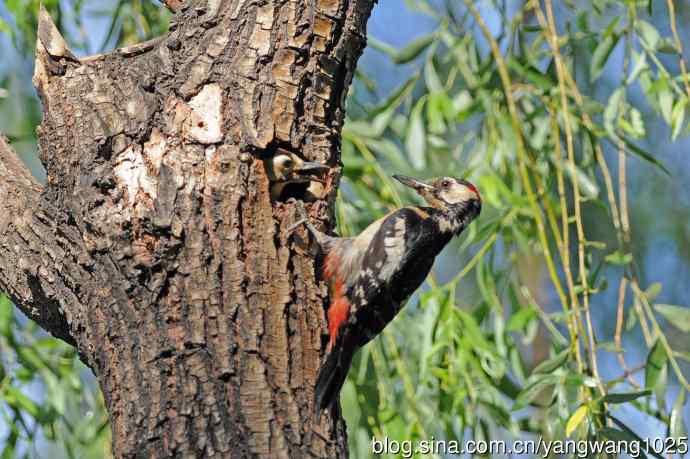 父子情深的大斑啄木鸟（2）