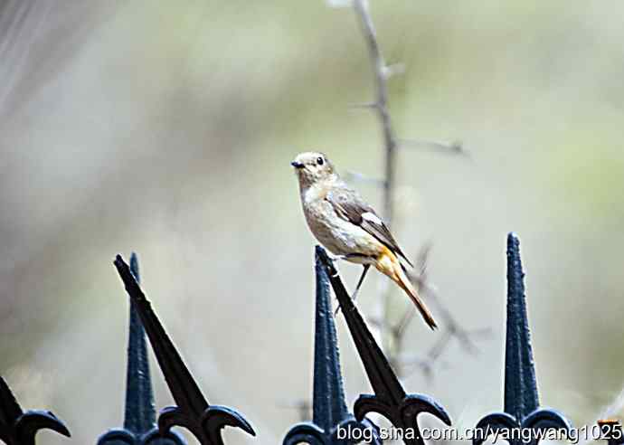 再拍北红尾鸲 再拍北红尾鸲